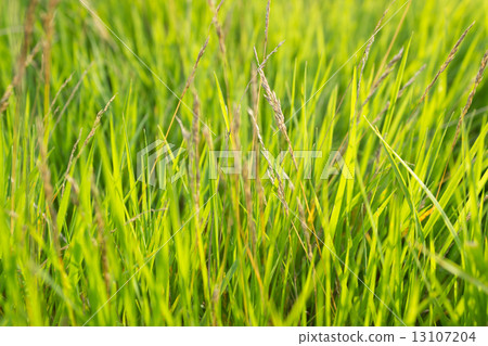 Background with green grass 13107204