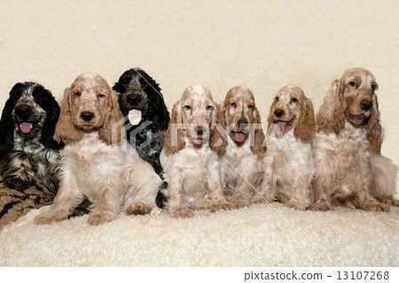 portrait of english cocker spaniel 13107268