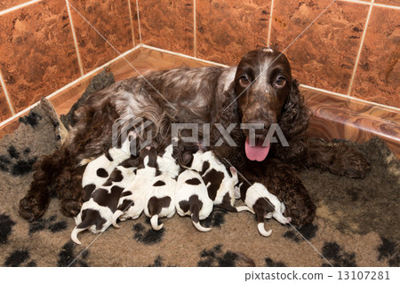 English Cocker Spaniel puppy suck breast milk 13107281