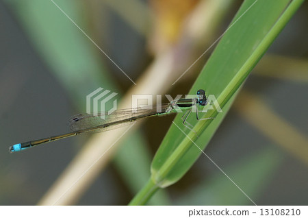 Affiliation Affiliation 13108210