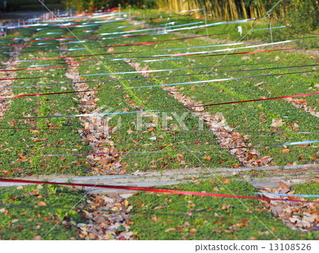 去除田野和鳥類 13108526