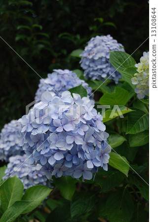 Hydrangea hydrangea (Wakayama prefecture Higashi Muro-gun Nachikatsura-cho) 13108644