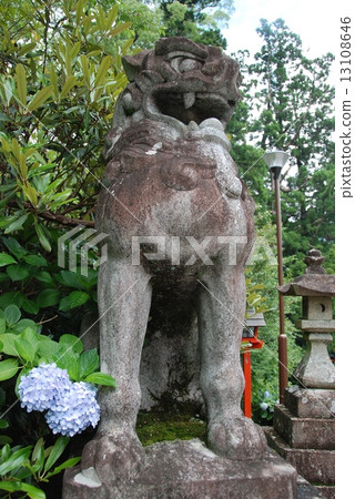 Hydrangea in hydrangea (Kumano Nachi shrine / Wakayama prefecture Higashi Muro-gun Nachikatsura-cho) 13108646