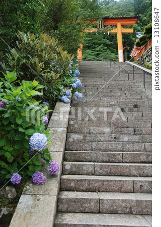 繡球花繡球花 石階 鳥居 熊野那智神社 和歌山縣東室裡郡御之浦町 照片素材 圖片 圖庫