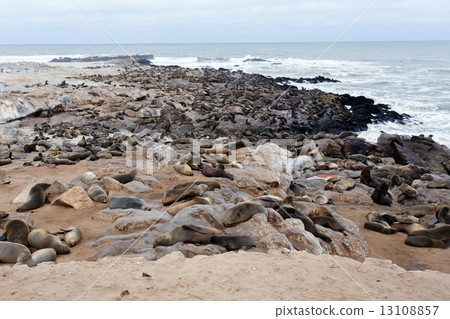huge colony of Brown fur seal - sea lions in Namibia 13108857