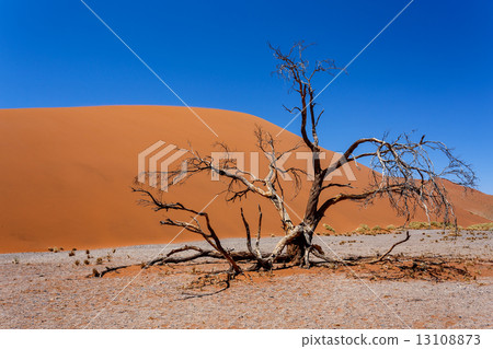 Dune 45 in sossusvlei NamibiaDune 45 in sossusvlei Namibia, view from the top 13108873