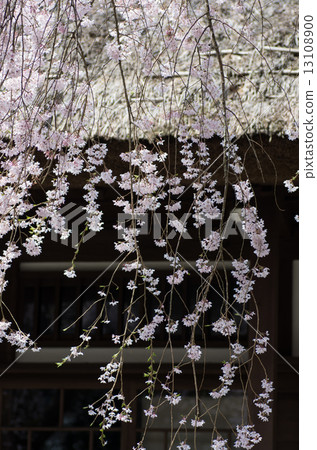 Sakura and house Sakura and house 13108900