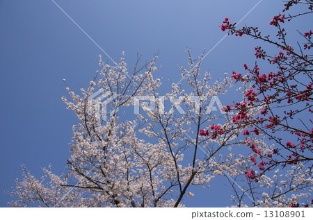 櫻花和天空 櫻花和天空 13108901