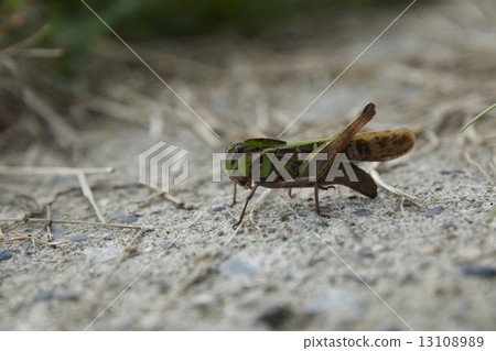 Grasshopper resting 13108989