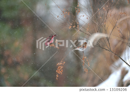 Freshwater fish 1 Freshwater fish 1 13109206