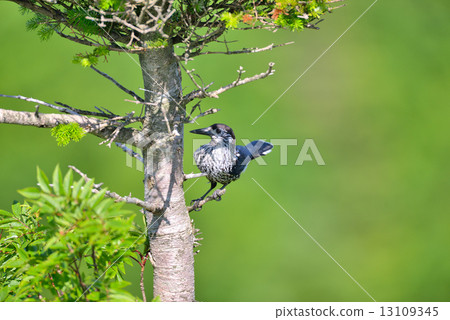 Hoshigarasu 1 13109345