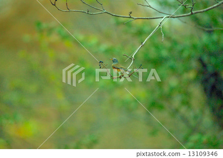 Mamichajina 1 Mamichajina 1 13109346