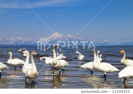 Swans and Mt. Bandai 13109353