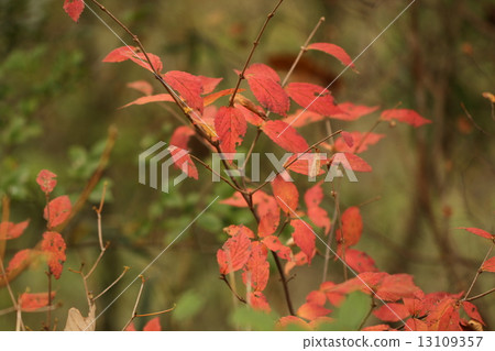 Autumn leaves of Kobanogawa mouse 13109357