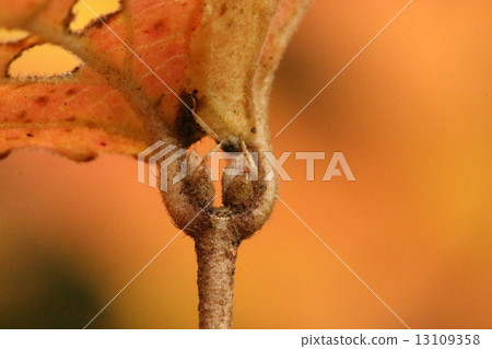 Autumn leaves of M. kobanogami 13109358