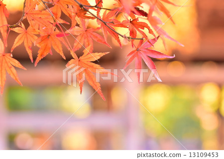 Autumn leaves of Jokoenji 13109453