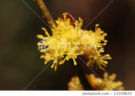 Danko Bai男性花 13109620