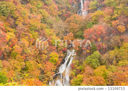 Kirifuri Falls in autumn colors 13109715
