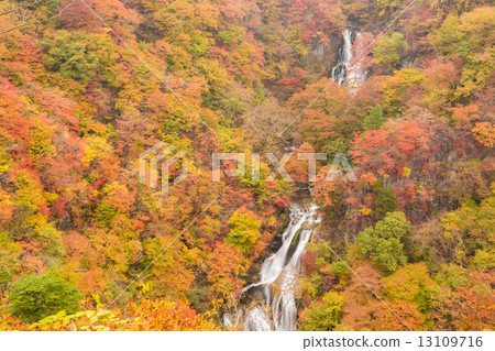 Kirifuri Falls in autumn colors 13109716