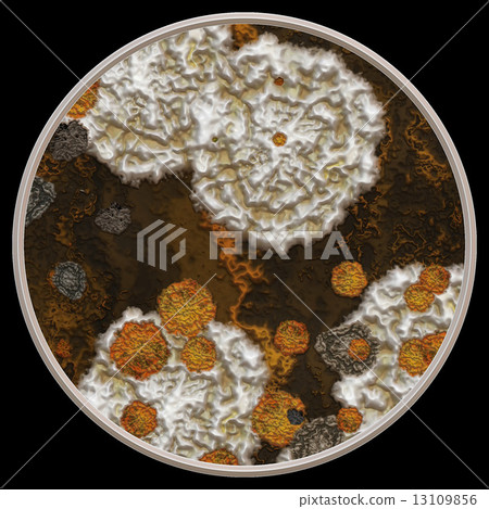 Symmetrical growth of bacteria 13109856