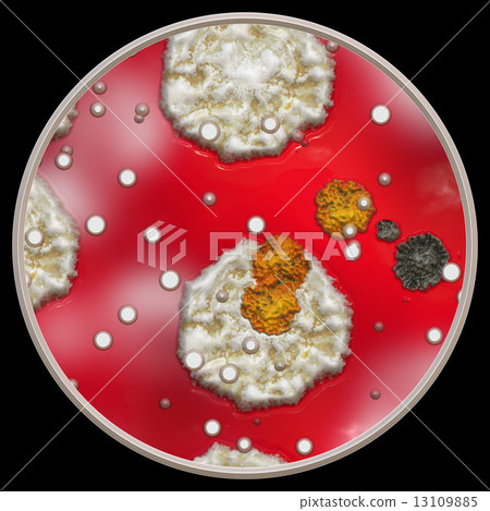 Symmetrical growth of bacteria 13109885
