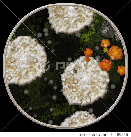 Symmetrical growth of bacteria 13109886