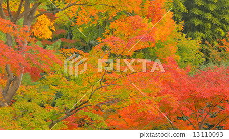 Autumn image: Maples of maple leaves Autumn image: Maples of maple leaves 13110093