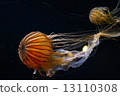 Jellyfish 13110308