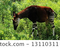 Okapi 13110311