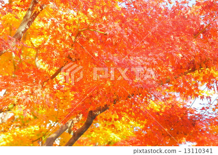 Autumn image: autumn leaves 13110341