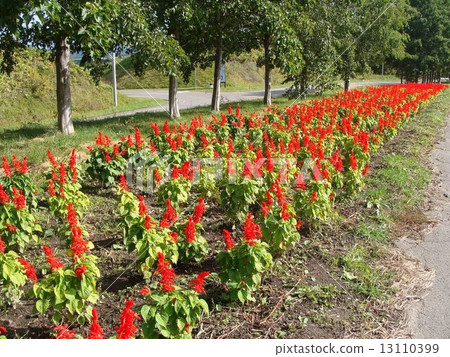 哈娜·網球1 13110399