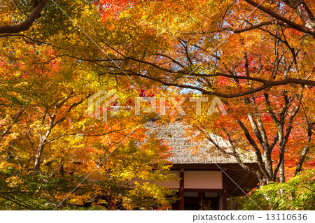 Temple of light autumn leaves Temple of light autumn leaves 13110636