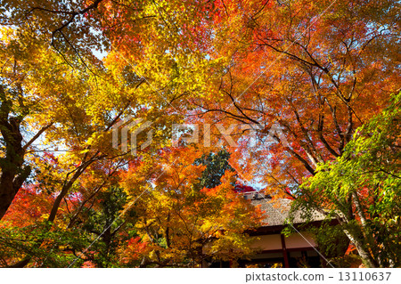 Temple of light autumn leaves Temple of light autumn leaves 13110637