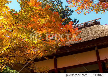 Temple of light autumn leaves Temple of light autumn leaves 13110638