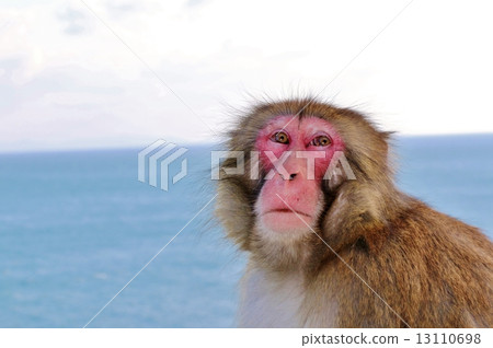 A monkey 13110698