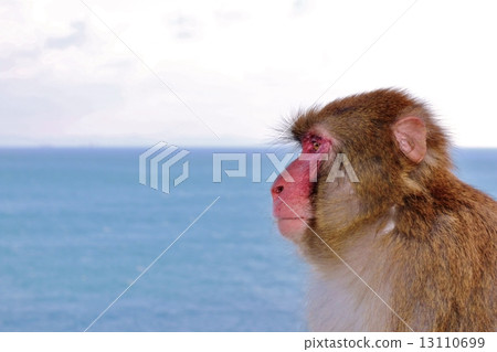 一隻猴子 13110699