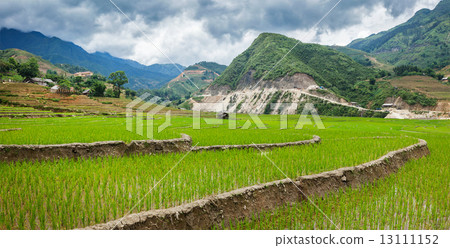 Rice plantations. Vietnam Rice plantations. Vietnam 13111152