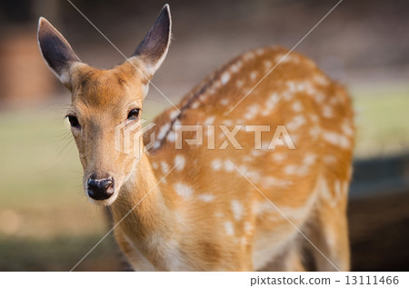 A cute brown deer A cute brown deer 13111466