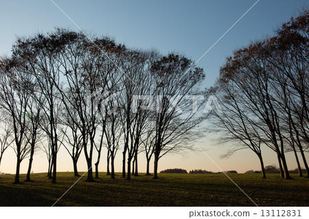 暮光之城Zelkova森林 13112831