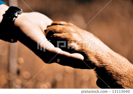 Dog paw and man hand 13113040