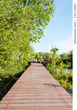 Wood bridge in mangroves 13113063