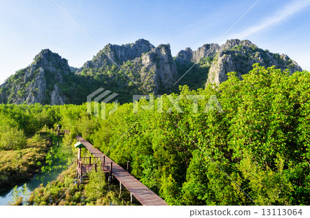 Education mangroves forest Education mangroves forest 13113064