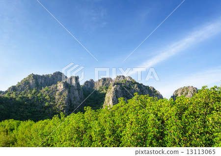 Mountain and mangrove forest 13113065