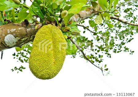 Jackfruit on the tree 13113067