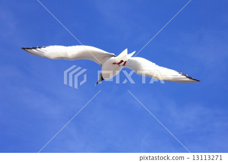Sea gulls flying over the beautiful clear sky of the World Heritage No. 1 Galapagos Islands Sea gulls flying over the beautiful clear sky of the World Heritage No. 1 Galapagos Islands 13113271