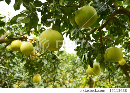 Late white citrus peppermint Van Pei cultivation crops 13113688