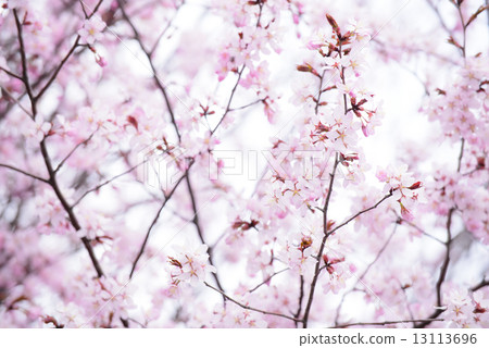 櫻花（高調） 13113696