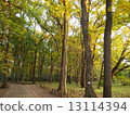 Forest 13114394