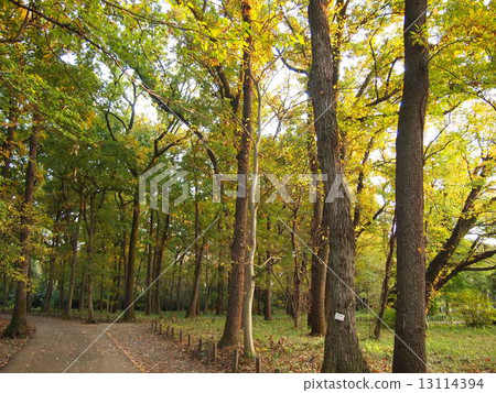 Forest Forest 13114394