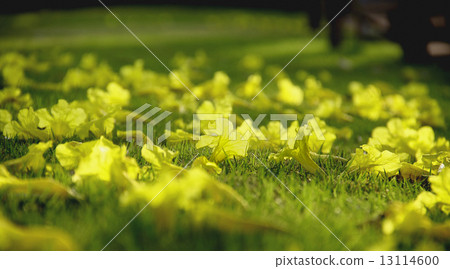 tabebuia argentea flower 13114600